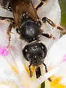 Quebec Sweat Bee - photo 5
