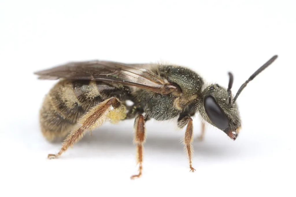 Lasioglossum reticulatum - photo 2