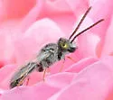 Lasioglossum semicaeruleum - photo 2