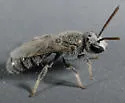 Lasioglossum semicaeruleum - photo 3