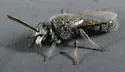 Lasioglossum semicaeruleum - photo 4