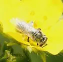 Lasioglossum semicaeruleum - photo 5