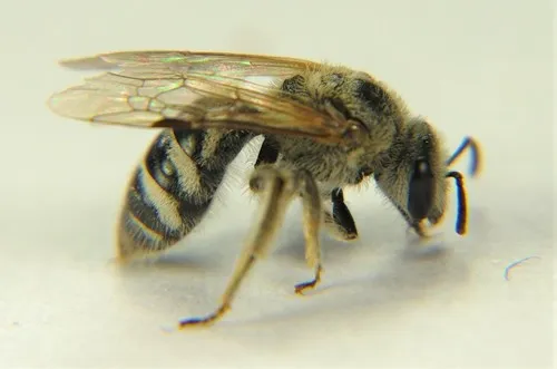 Lasioglossum sisymbrii - photo 3