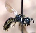 Lasioglossum smilacinae