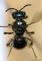 Lasioglossum smilacinae - photo 2