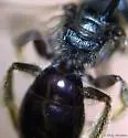 Lasioglossum smilacinae - photo 3