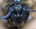 Lasioglossum smilacinae - photo 4