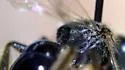 Lasioglossum smilacinae - photo 5