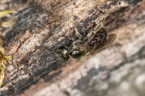 Lasioglossum subviridatum
