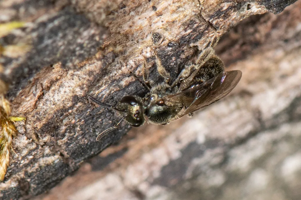 Lasioglossum subviridatum - photo 2