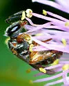 Lasioglossum tarponense