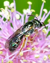 Lasioglossum tarponense - photo 2