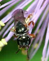 Lasioglossum tarponense - photo 3