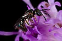 Lasioglossum tarponense - photo 4