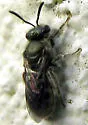 Lasioglossum tegulare