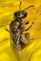Lasioglossum tegulare - photo 2