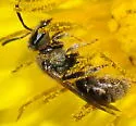 Lasioglossum tegulare - photo 3