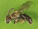 Lasioglossum tegulare - photo 4