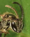 Lasioglossum tegulare - photo 5