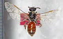 Lasioglossum texanum