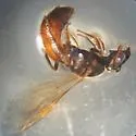 Lasioglossum texanum - photo 2
