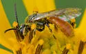 Lasioglossum texanum - photo 3