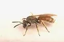 Lasioglossum texanum - photo 4