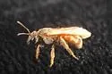 Lasioglossum texanum - photo 5