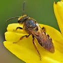 Lasioglossum timberlakei - Lasioglossum timberlakei