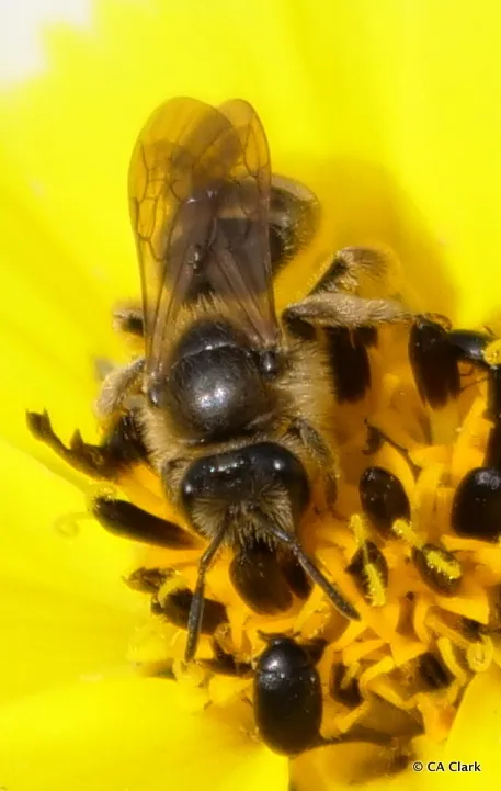 Lasioglossum titusi - photo 2