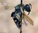 Lasioglossum truncatum