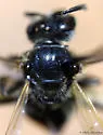 Lasioglossum truncatum - photo 2