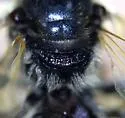 Lasioglossum truncatum - photo 3