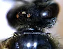 Lasioglossum truncatum - photo 4