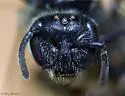 Lasioglossum truncatum - photo 5