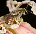 Lasioglossum tuolumnense