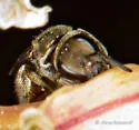 Lasioglossum tuolumnense - photo 2