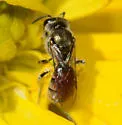 Lasioglossum tuolumnense - photo 3