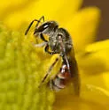 Lasioglossum tuolumnense - photo 4