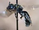 Lasioglossum versans