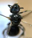 Lasioglossum versans - photo 2