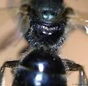 Lasioglossum versans - photo 3