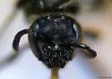 Lasioglossum versans - photo 4