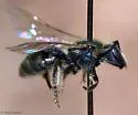 Lasioglossum versatum