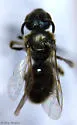 Lasioglossum versatum - photo 2