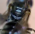Lasioglossum versatum - photo 3