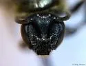 Lasioglossum versatum - photo 4