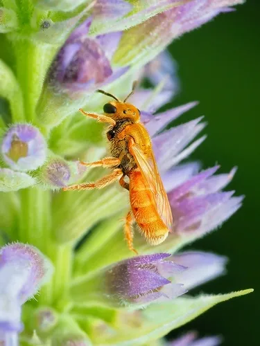 Lasioglossum vierecki