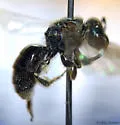 Lasioglossum viridatum