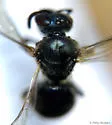 Lasioglossum viridatum - photo 2